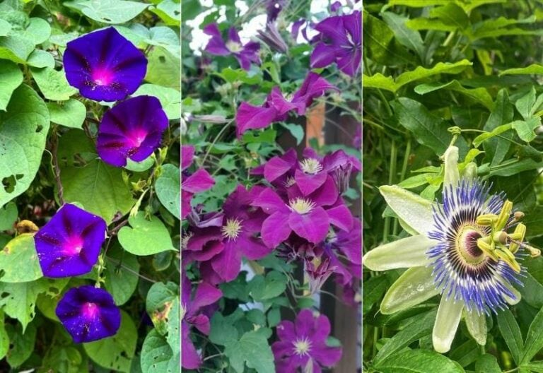 15 Fast Growing Flowering Vines and climbers To Elevate Your Garden In No Time  