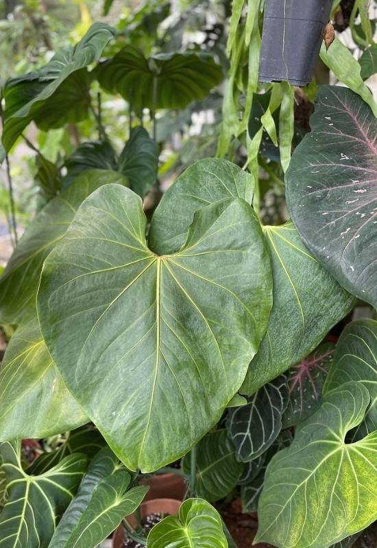 20 Stunning Anthurium Varieties to Add To Your Plant Collection 4