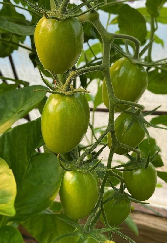 28 Varieties of Indeterminate Tomatoes to Plant in Your Garden This Year 9