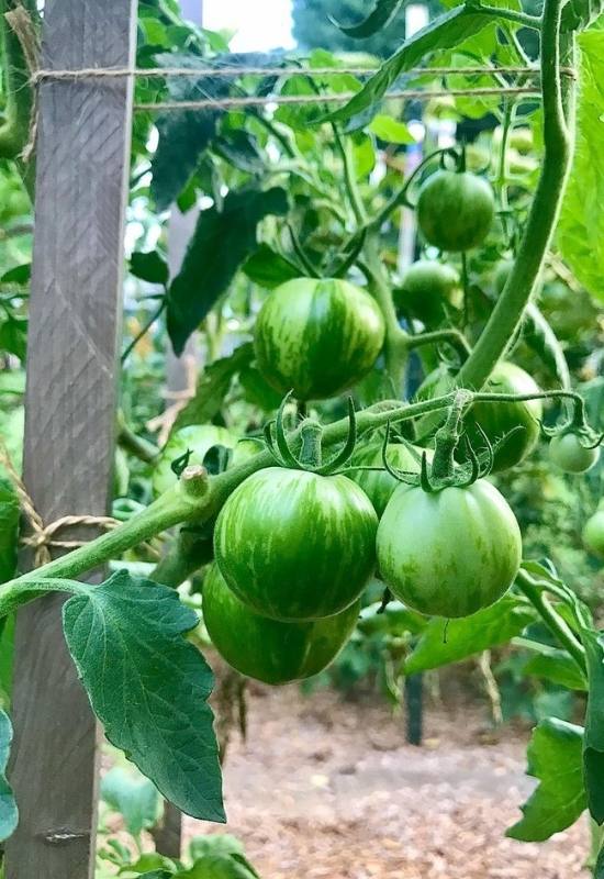 28 Varieties of Indeterminate Tomatoes to Plant in Your Garden This Year 6
