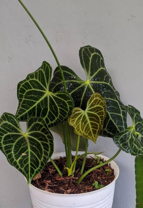 20 Stunning Anthurium Varieties to Add To Your Plant Collection 13 20 Stunning Anthurium Varieties to Add To Your Plant Collection 1