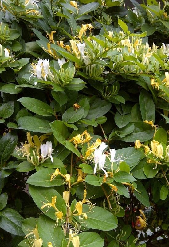 15 Fast Growing Flowering Vines and climbers To Elevate Your Garden In No Time   9