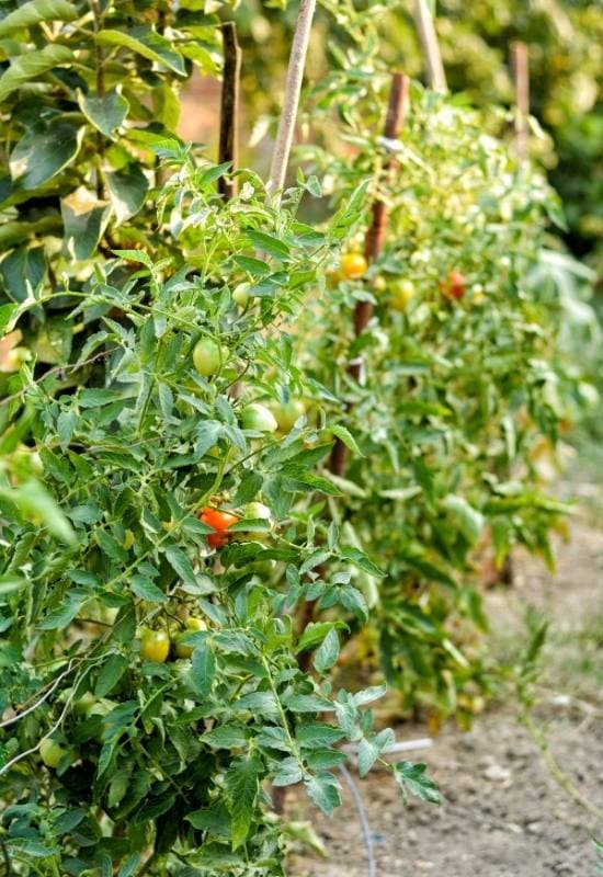 28 Varieties of Indeterminate Tomatoes to Plant in Your Garden This Year 3