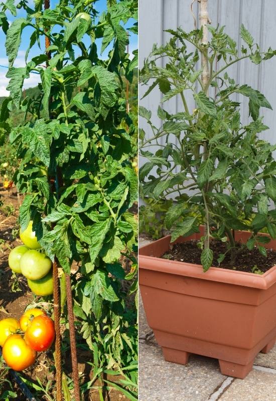 28 Varieties of Indeterminate Tomatoes to Plant in Your Garden This Year 4