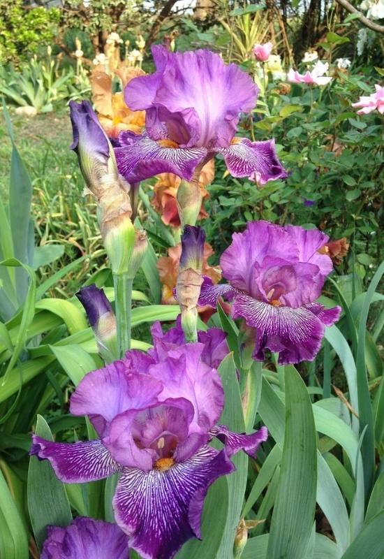 23 Low Maintenance Perennial Flowers For Full Sun Or Shady Garden Spaces 13 23 Low Maintenance Perennial Flowers For Full Sun Or Shady Garden Spaces 2