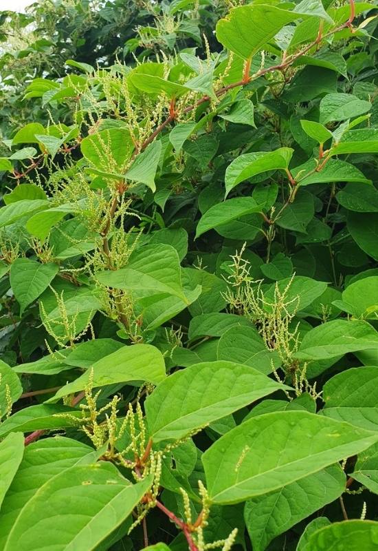 15 Fast Growing Flowering Vines and climbers To Elevate Your Garden In No Time   6