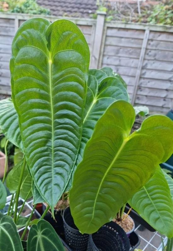 King of Anthuriums