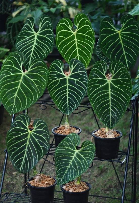 20 Stunning Anthurium Varieties to Add To Your Plant Collection 18 20 Stunning Anthurium Varieties to Add To Your Plant Collection 6