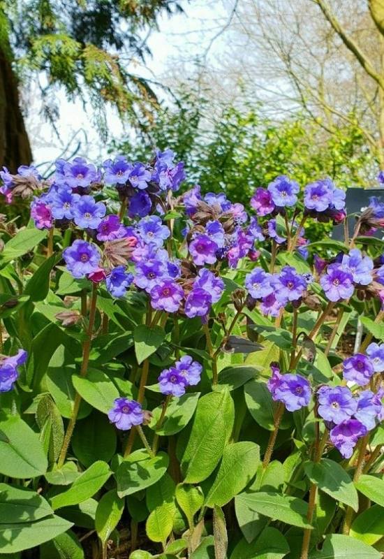 23 Low Maintenance Perennial Flowers For Full Sun Or Shady Garden Spaces 10