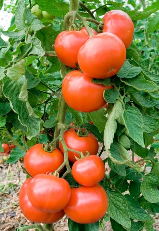 28 Varieties of Indeterminate Tomatoes to Plant in Your Garden This Year 11
