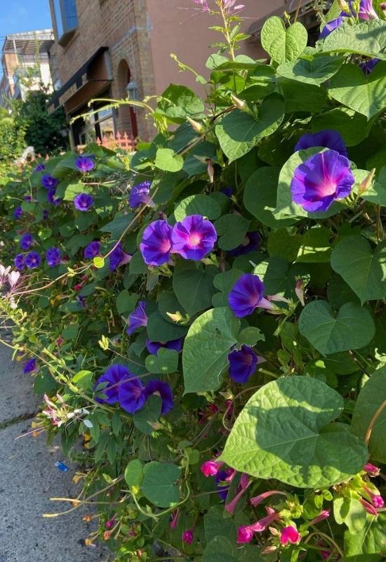15 Fast Growing Flowering Vines and climbers To Elevate Your Garden In No Time   1