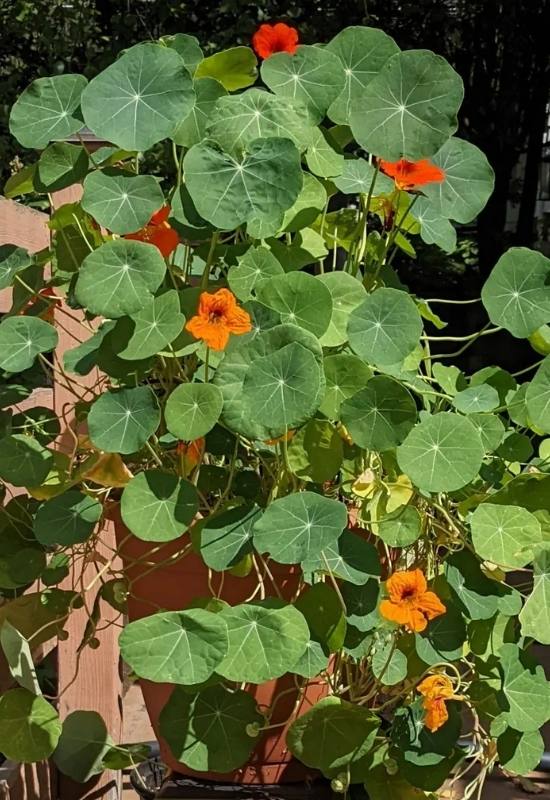 15 Fast Growing Flowering Vines and climbers To Elevate Your Garden In No Time   8