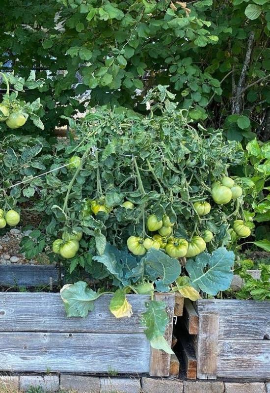 28 Varieties of Indeterminate Tomatoes to Plant in Your Garden This Year 10