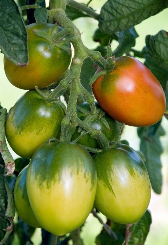 28 Varieties of Indeterminate Tomatoes to Plant in Your Garden This Year 18