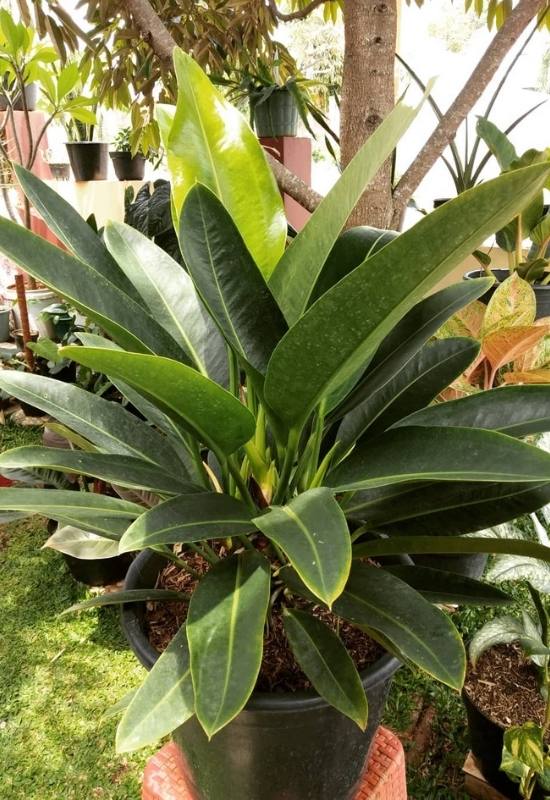 20 Stunning Anthurium Varieties to Add To Your Plant Collection 22 20 Stunning Anthurium Varieties to Add To Your Plant Collection 10