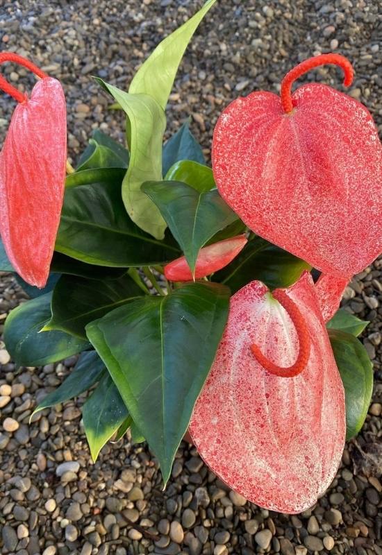 red colored Anthurium Variant