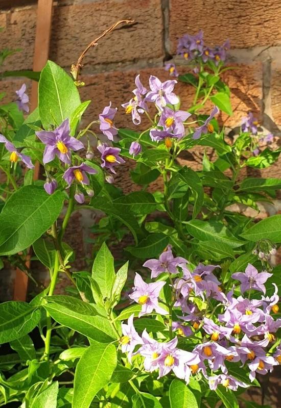 15 Fast Growing Flowering Vines and climbers To Elevate Your Garden In No Time   45