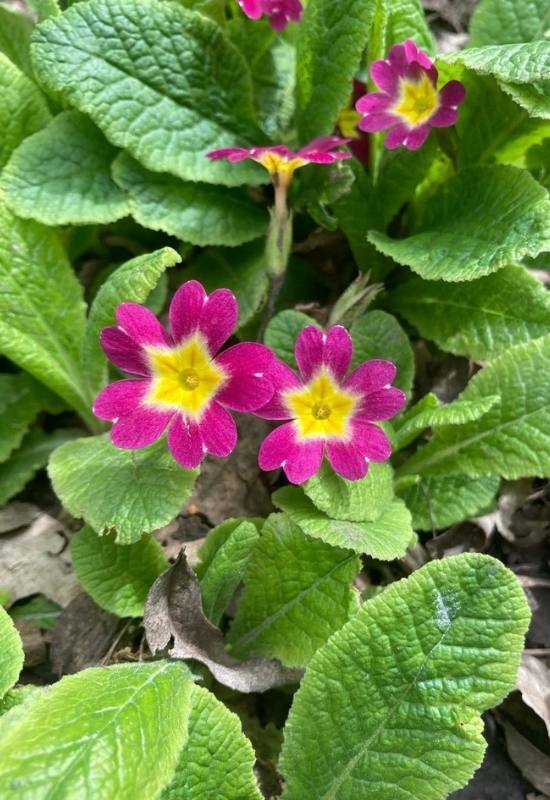 23 Low Maintenance Perennial Flowers For Full Sun Or Shady Garden Spaces 4