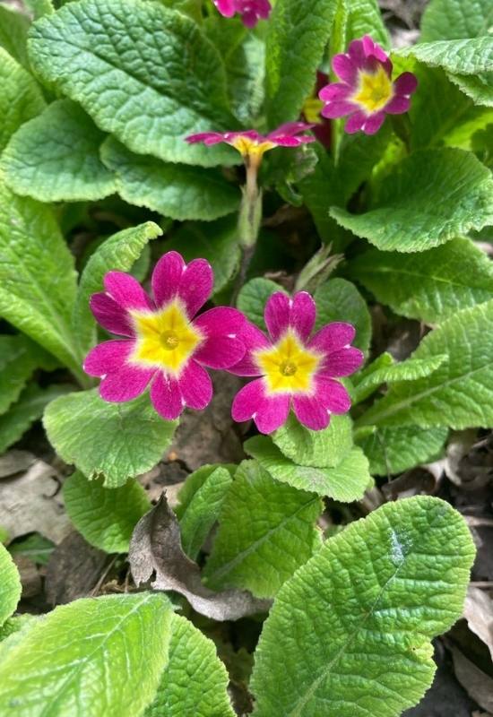 23 Low Maintenance Perennial Flowers For Full Sun Or Shady Garden Spaces 15 23 Low Maintenance Perennial Flowers For Full Sun Or Shady Garden Spaces 4