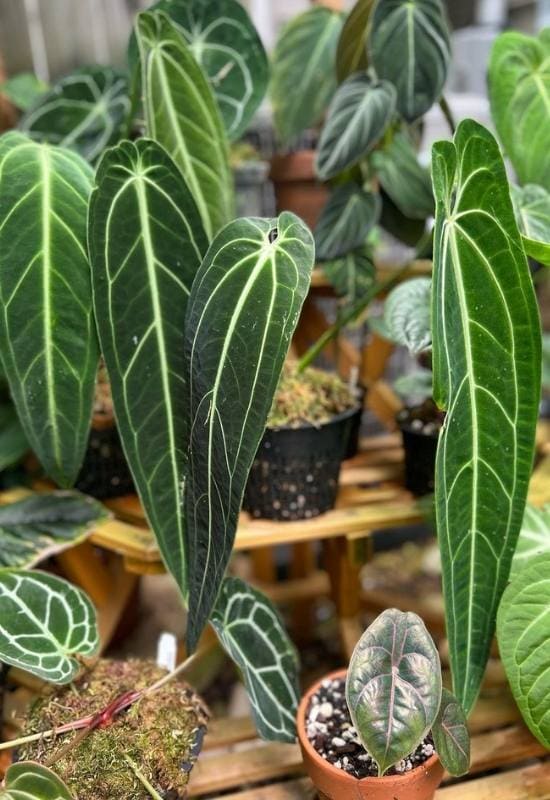 20 Stunning Anthurium Varieties to Add To Your Plant Collection 15 20 Stunning Anthurium Varieties to Add To Your Plant Collection 3