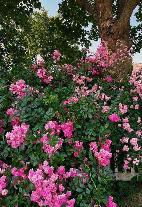 15 Fast Growing Flowering Vines and climbers To Elevate Your Garden In No Time   7