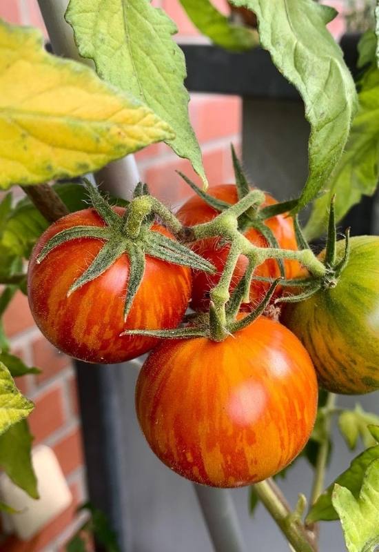 28 Varieties of Indeterminate Tomatoes to Plant in Your Garden This Year 7
