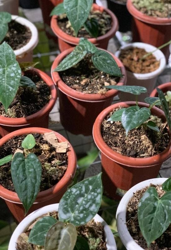 repotting anthurium varieties