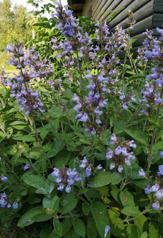 23 Low Maintenance Perennial Flowers For Full Sun Or Shady Garden Spaces 6 Sage plant