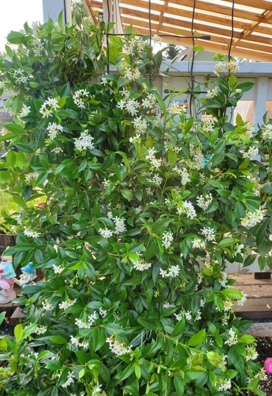 15 Fast Growing Flowering Vines and climbers To Elevate Your Garden In No Time   13