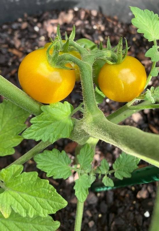 Sungold tomato (one of the indeterminate tomato varieties)