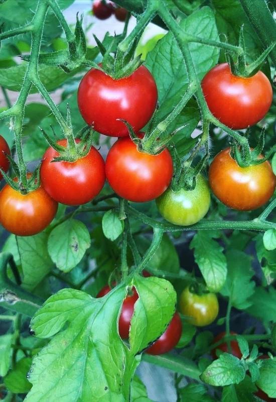 Supersweet 100 one of Indeterminate Tomato Varieties