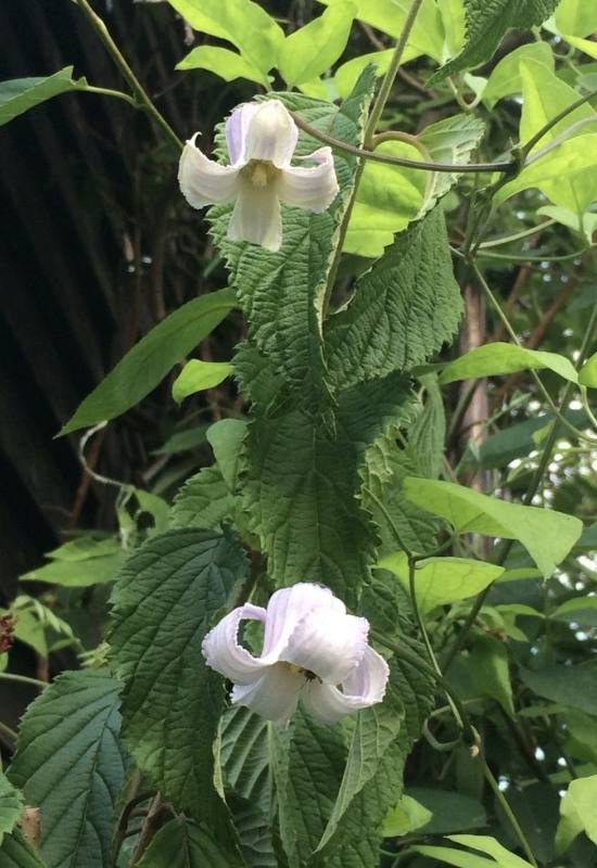 15 Fast Growing Flowering Vines and climbers To Elevate Your Garden In No Time   14