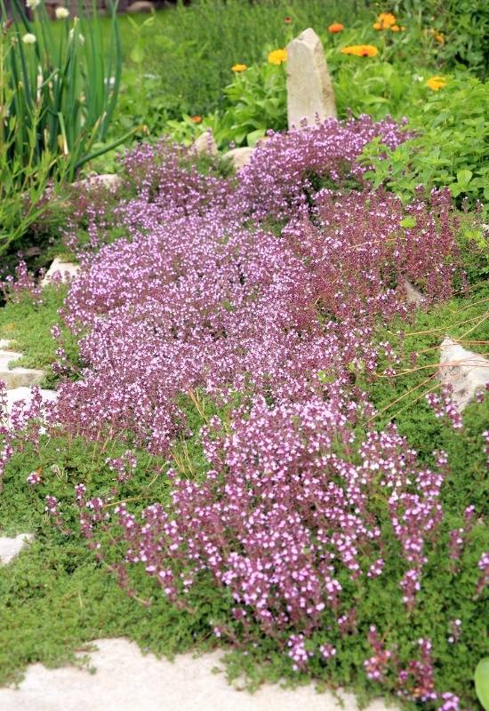 23 Low Maintenance Perennial Flowers For Full Sun Or Shady Garden Spaces 1