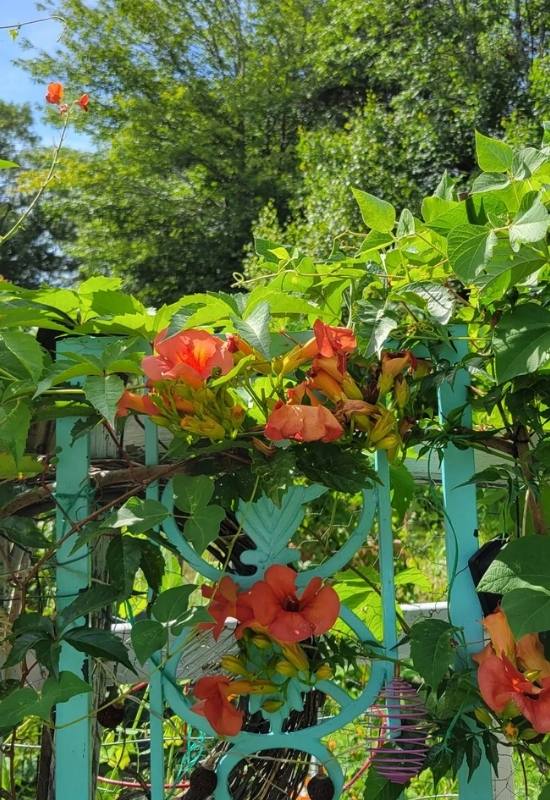 15 Fast Growing Flowering Vines and climbers To Elevate Your Garden In No Time   11
