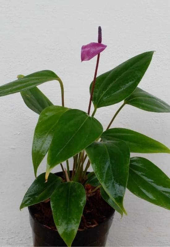 20 Stunning Anthurium Varieties to Add To Your Plant Collection 19 20 Stunning Anthurium Varieties to Add To Your Plant Collection 7