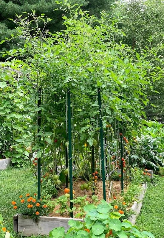 28 Varieties of Indeterminate Tomatoes to Plant in Your Garden This Year 1