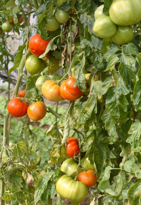 28 Varieties of Indeterminate Tomatoes to Plant in Your Garden This Year 2