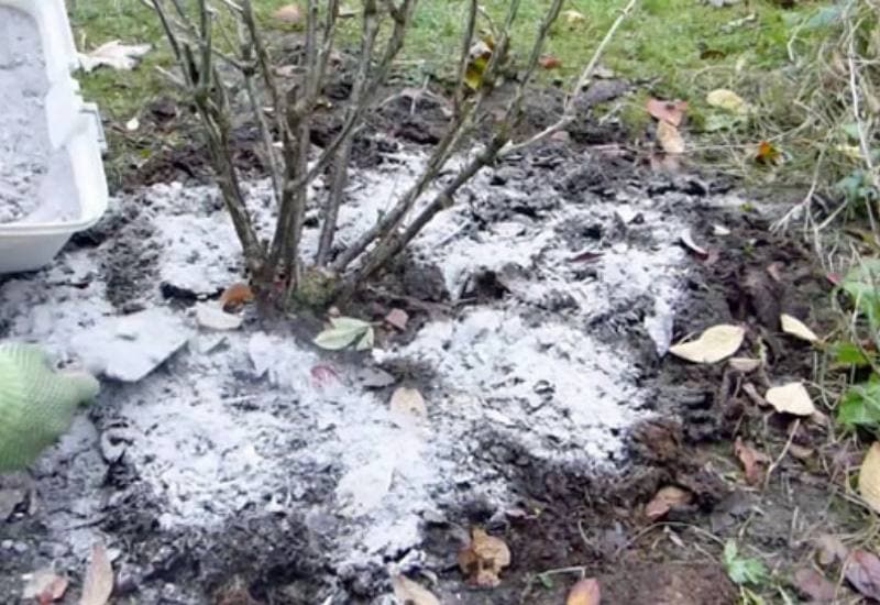 Wood Ash: The Secret Weapon for Your Garden… Or a Potential Disaster Waiting to Happen?! 3