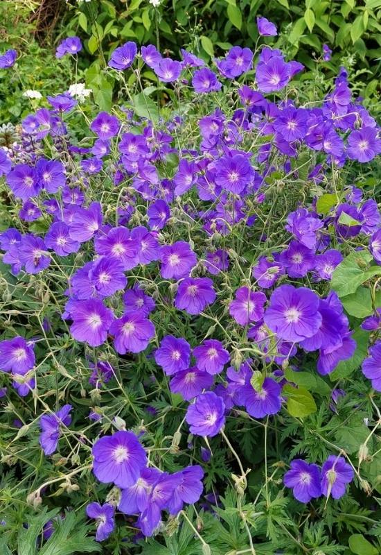 23 Low Maintenance Perennial Flowers For Full Sun Or Shady Garden Spaces 24 23 Low Maintenance Perennial Flowers For Full Sun Or Shady Garden Spaces 13