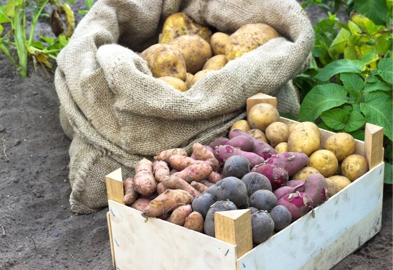10 Awesome Heirloom Potatoes Varieties And Why You Should Grow Them (Hit Publish)