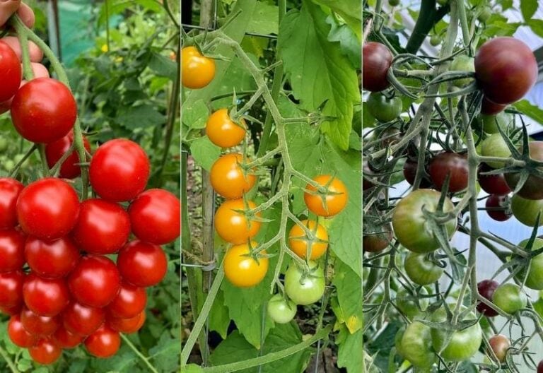 14 Awesome Cherry Tomato Varieties You Should Consider Growing