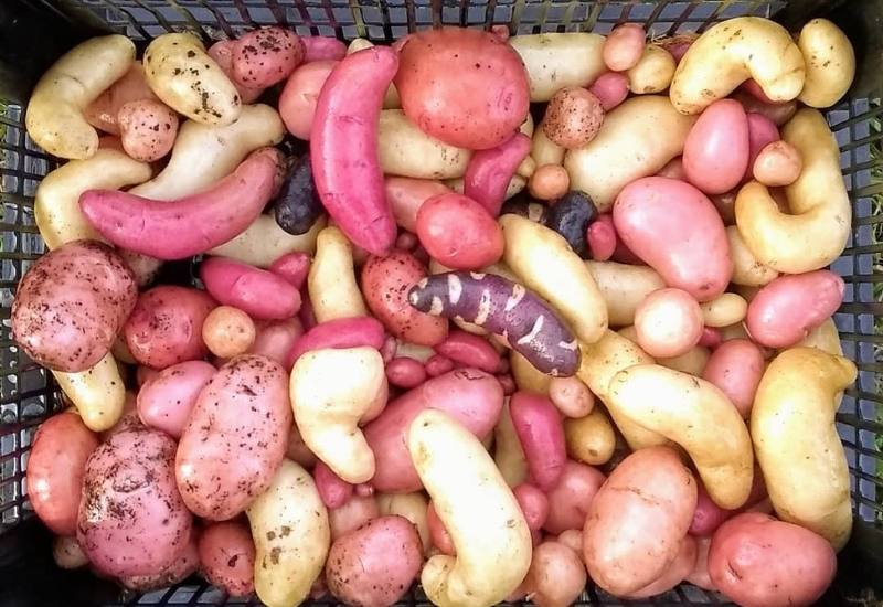Everything You Need To Know About Heirloom Potatoes—Including What Makes Them So Special 1