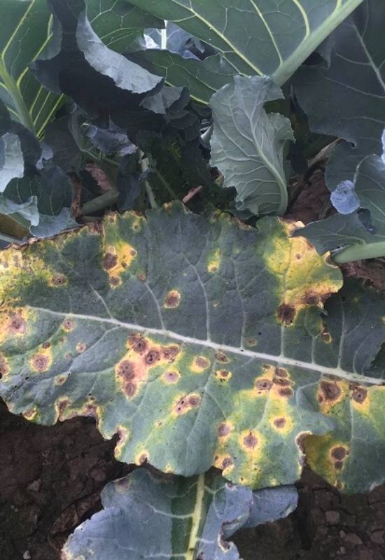 What Are The Black Spots on Cauliflower And Are Are They Safe to Eat? 3