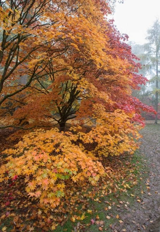 14 Dwarf Japanese Maple Varieties For Small Gardens Or Containers 8