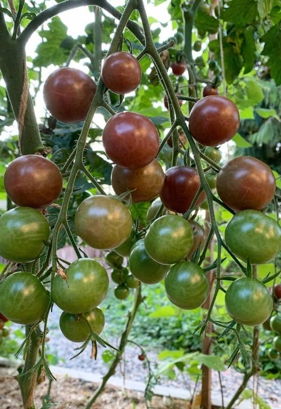 14 Awesome Cherry Tomato Varieties You Should Consider Growing 18
