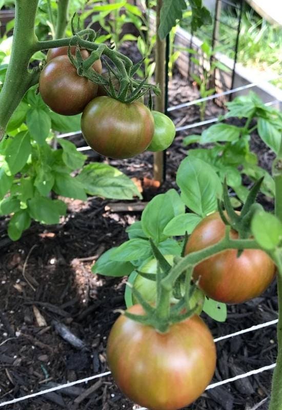 14 Awesome Cherry Tomato Varieties You Should Consider Growing 14