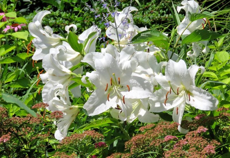Casa Blanca’ Oriental Lily