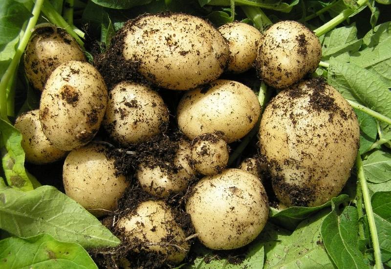 Everything You Need To Know About Heirloom Potatoes—Including What Makes Them So Special 13