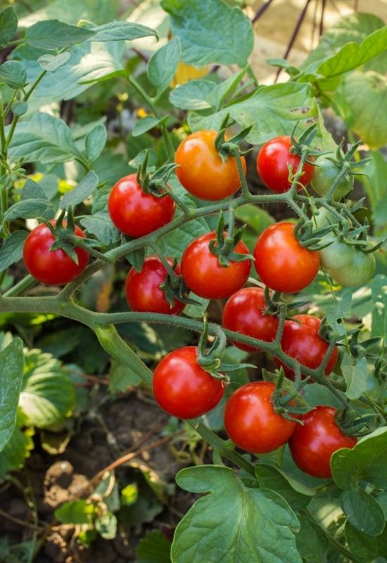 14 Awesome Cherry Tomato Varieties You Should Consider Growing 3