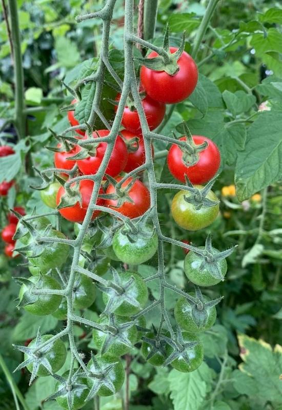 14 Awesome Cherry Tomato Varieties You Should Consider Growing 4